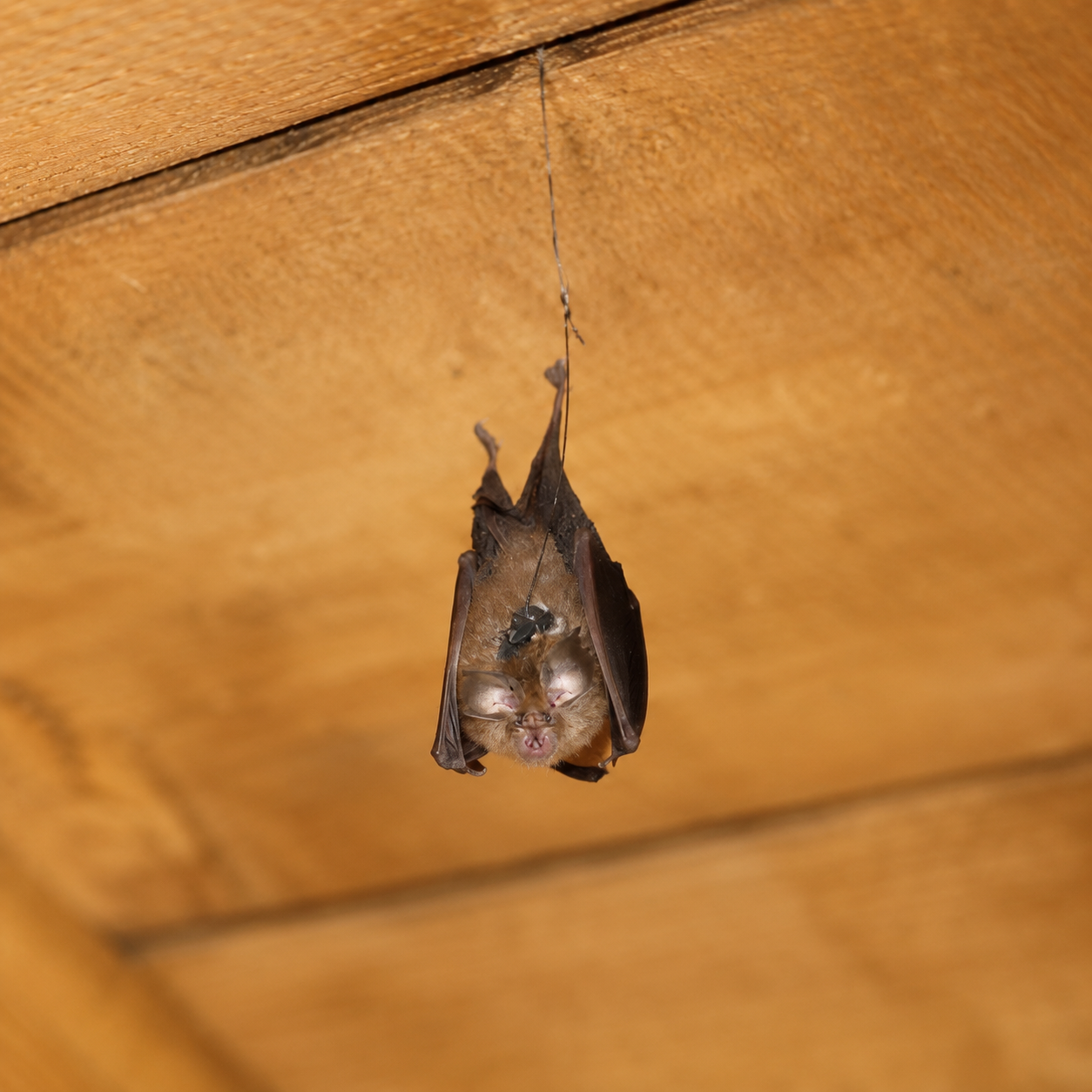 Fledermaus-Bausatz „Penny“ – blinkende RGB-Fledermaus zum Selberlöten